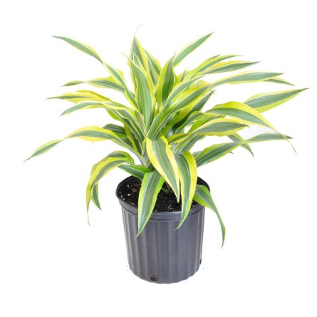 Warneck Dracaena